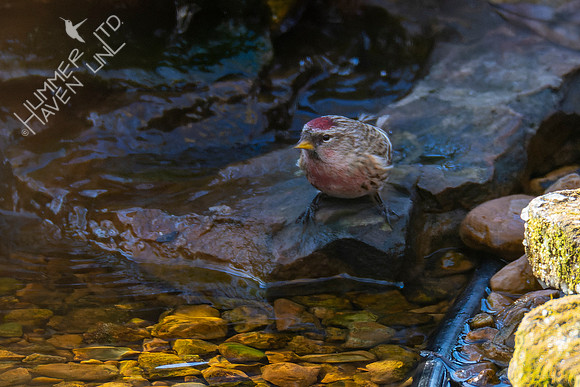 1-29-22 Common Redpoll