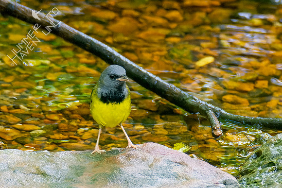 5-10-23 Mourning Warbler