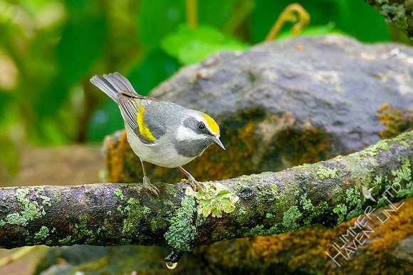 5-6-23 Golden-winged Warbler female
