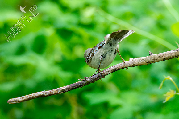 5-4-23 Pine Warbler- First Spring female