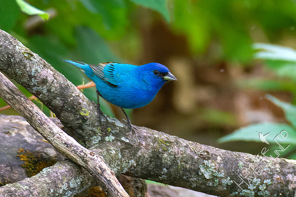 5-10-23 Indigo Bunting