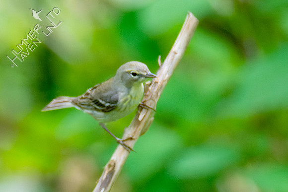 5-4-23 Pine Warbler- First Spring female