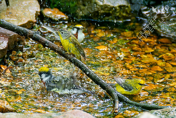5-7-23 Chestnut-sided, Nashville and Blue-winged  Warblers