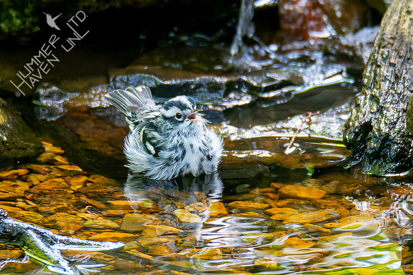 9-14-26 Black-and-white Warbler