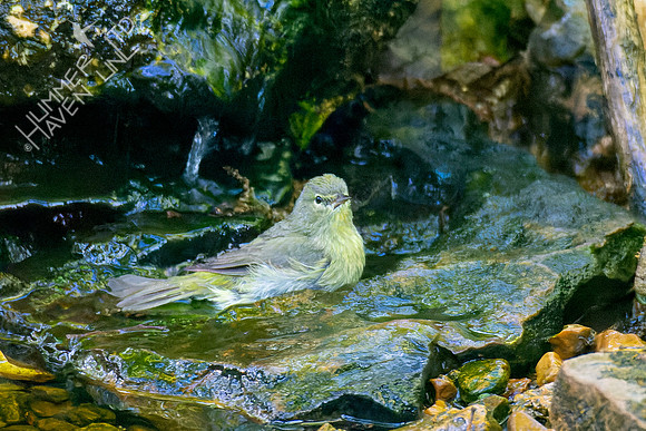 5-3-23 Orange-crowned Warbler