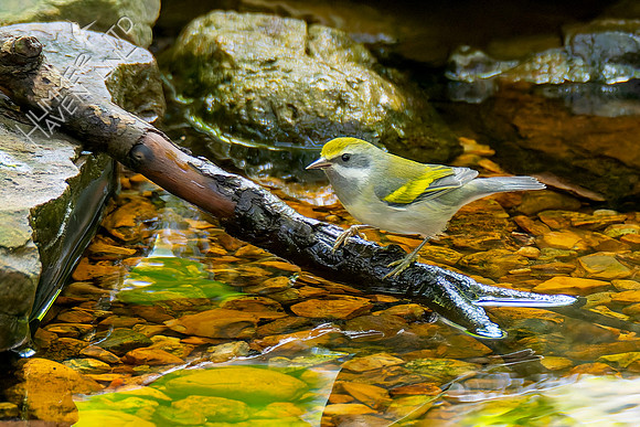 9-15-26 Golden-winged Warbler female