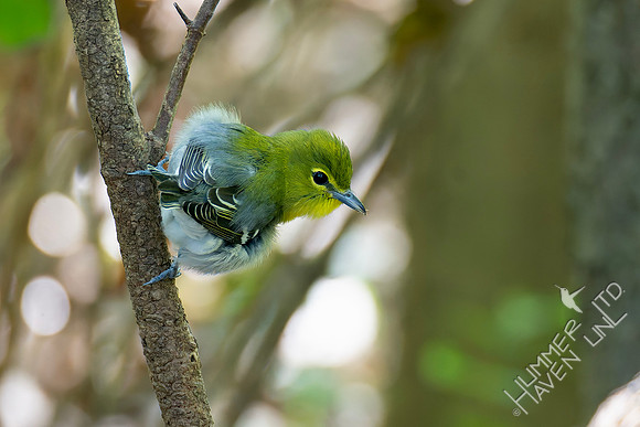 9-14-26 FOY #98 Yellow-throated Vireo B#75