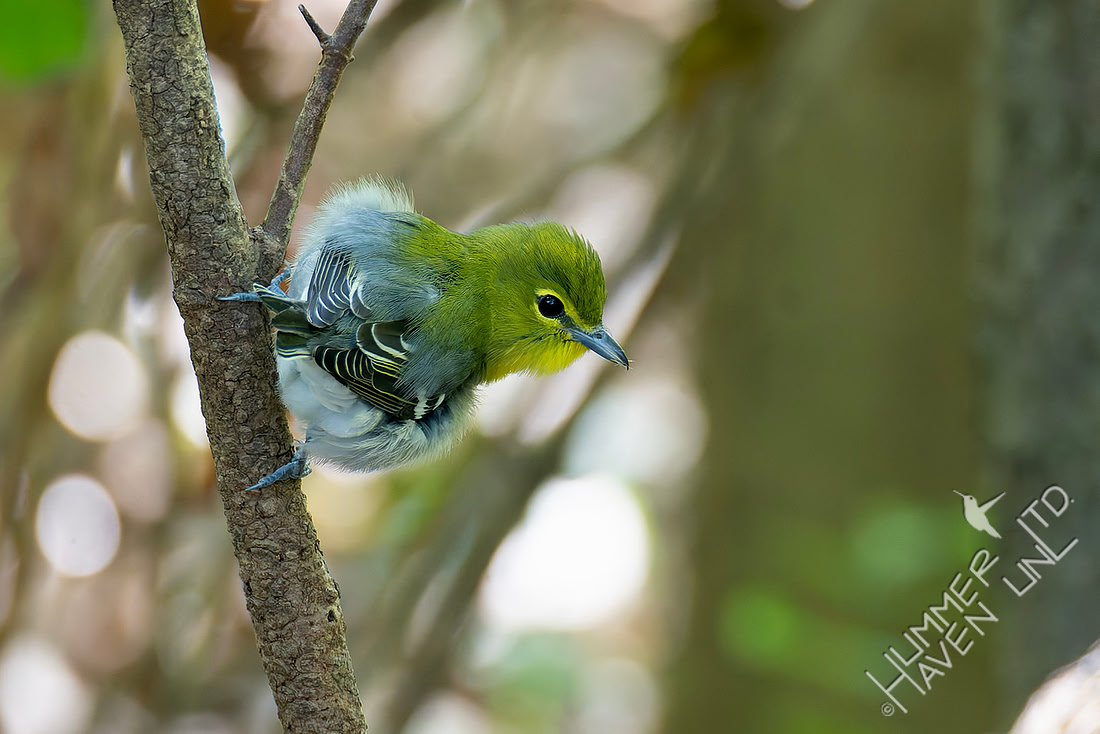 9-14-26 FOY #98 Yellow-throated Vireo B#75