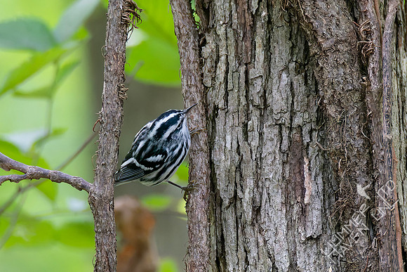 9-14-26 Black-and-white Warbler
