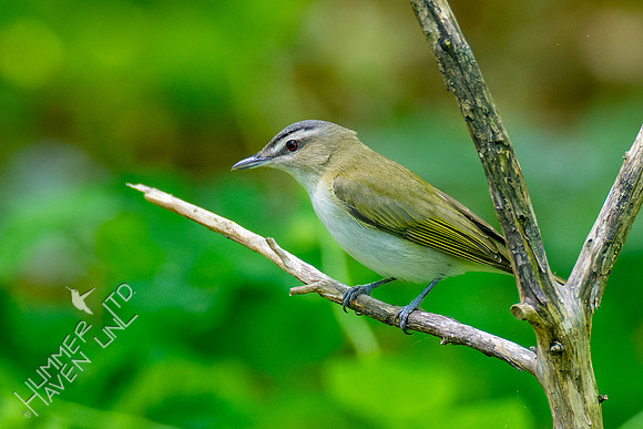 5-10-23 Red-eyed Vireo