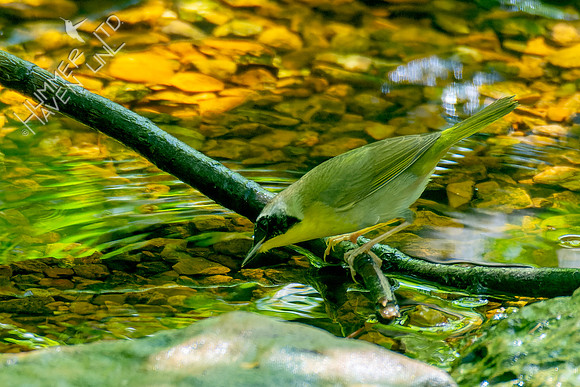 5-8-23 Common Yellowthroat