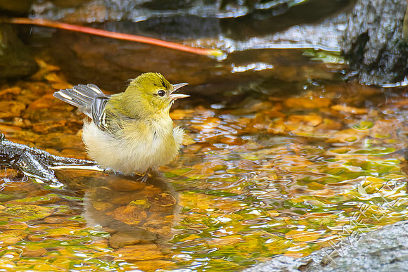 9-16-26 Bay-breasted Warbler