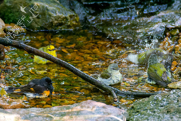 5-7-23 American Redstart, Blue-winged and Tennessee Warblers