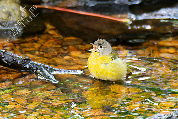 9-16-26 Nashville Warbler