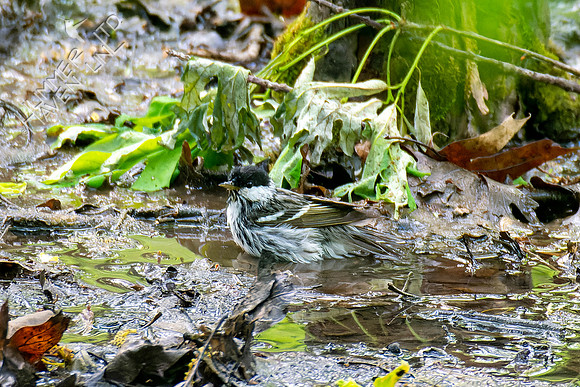 5-7-23 Blackpoll Warbler