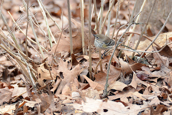 Yellow-rumped Warbler in Hydrangea arborescens 3-4-16