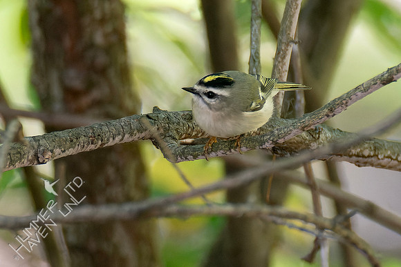 10-7-24 FOS Golden-crowned Kinglet