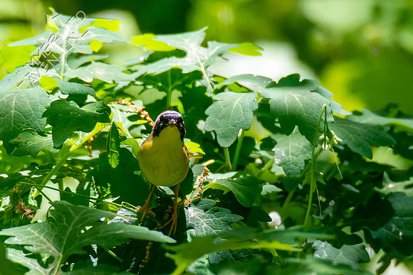 5-8-23 Common Yellowthroat