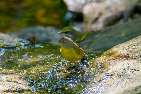 9-14-26 Nashville and  Golden-winged Warblers