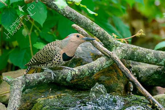 5-11-23 Northern Flicker female