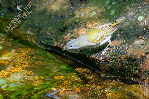 5-10-23 Tennessee Warbler