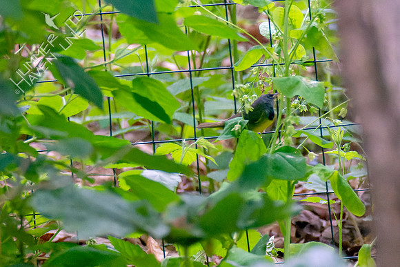 5-10-23 Mourning Warbler