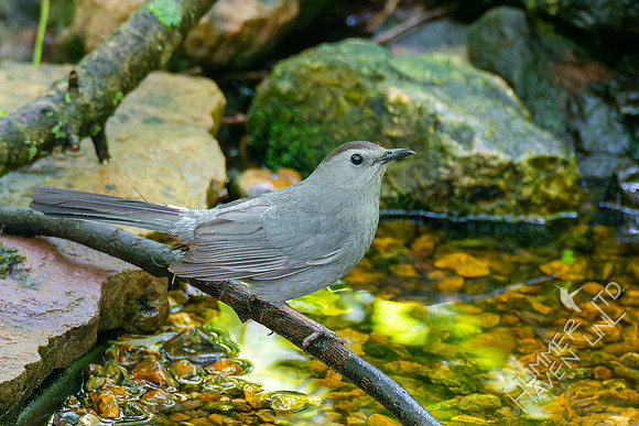 5-10-23 Gray Catbird