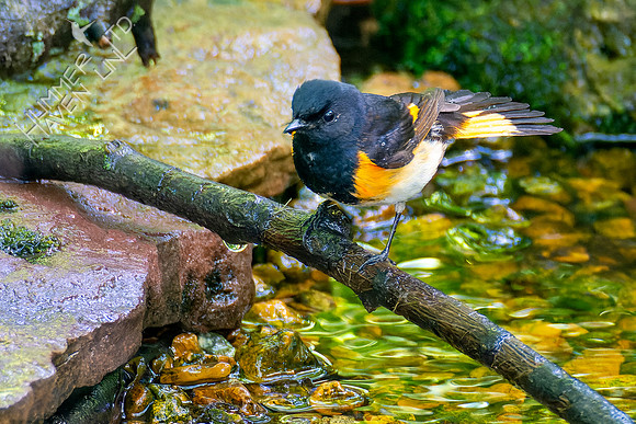 5-9-23 American Redstart