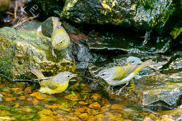 5-9-23 5-9-23 Tennessee, Nashville Warblers and  Northern Parula