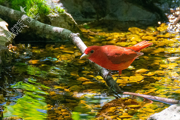 4-30-21 FOY 89 Summer Tanager