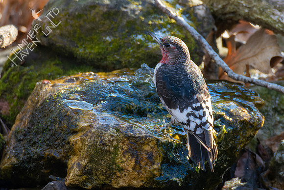 1-28-22 Red-headed Woodpecker