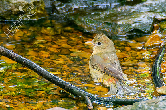 5-6-23 Summer Tanager Red morph female