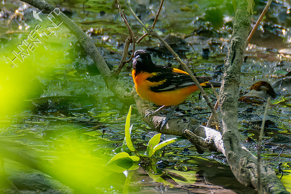 5-4-23 Baltimore Oriole