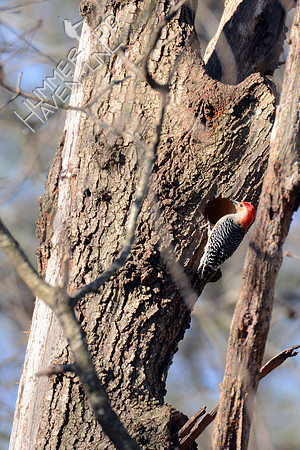 Red-bellied Woodpecker at nest cavity 3-5-16