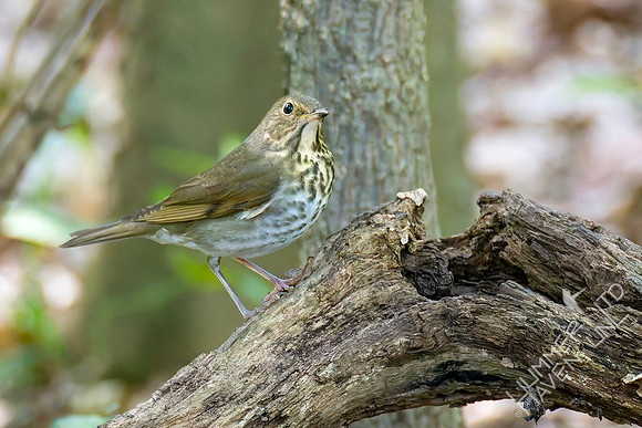 9-14-26 Swainson's Thrush