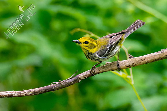 5-7-23 Black-throated Green Warbler