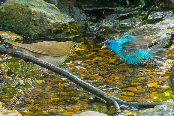 5-8-23 Veery and Indigo Bunting