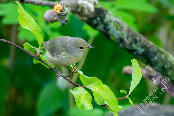 5-3-23 Orange-crowned Warbler