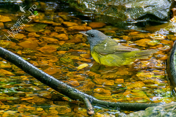 5-10-23 Mourning Warbler