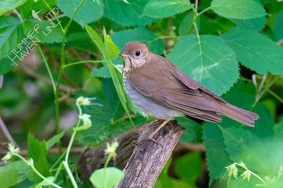 5-9-23 Veery, brownish