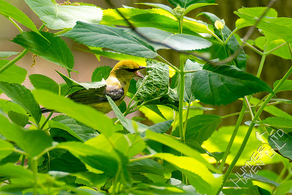 5-7-23 Blue-winged Warbler female on Hydrangea Oddball