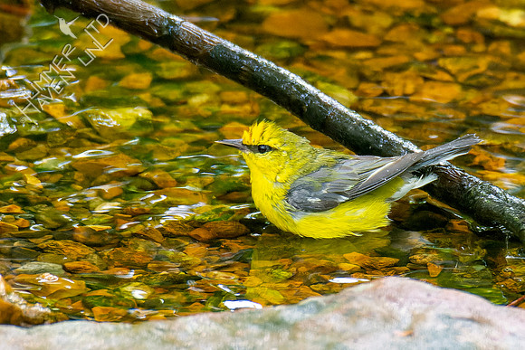 5-8-23 Blue-winged Warbler female