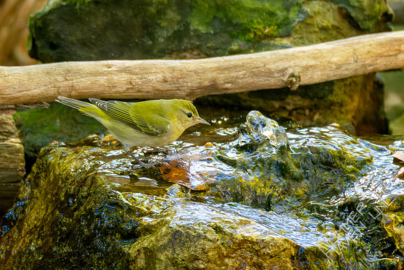 10-20-24 Tennessee Warbler