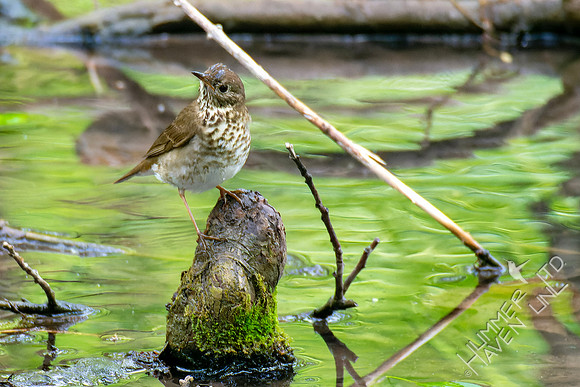 5-6-23 Gray-cheeked Thrush in swampy area on cypress knee