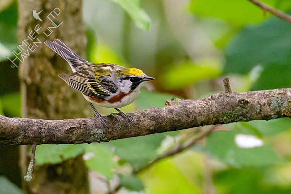 5-11-23 Chestnut-sided Warbler