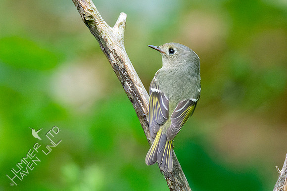 5-7-23 Ruby-crowned Kinglet