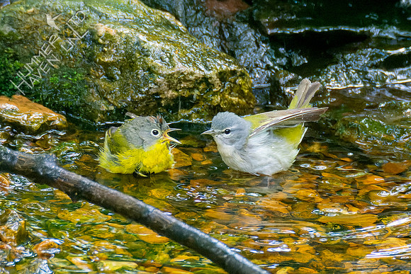 5-6-23 Nashville and Tennessee Warblers