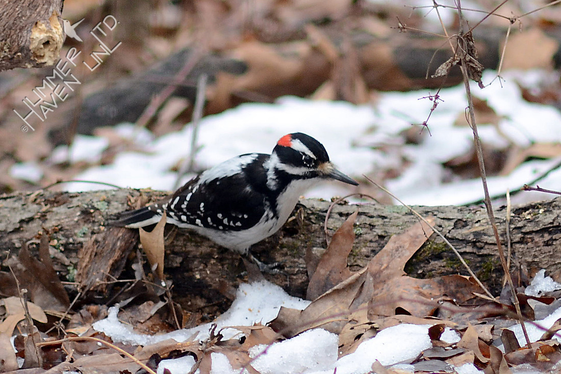 Hairy Woodpecker 2/25/16