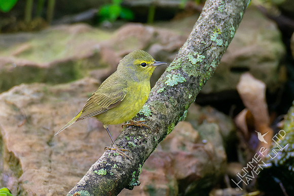 5-4-23 Orange-crowned Warbler