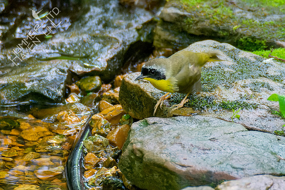 5-8-23 Common Yellowthroat
